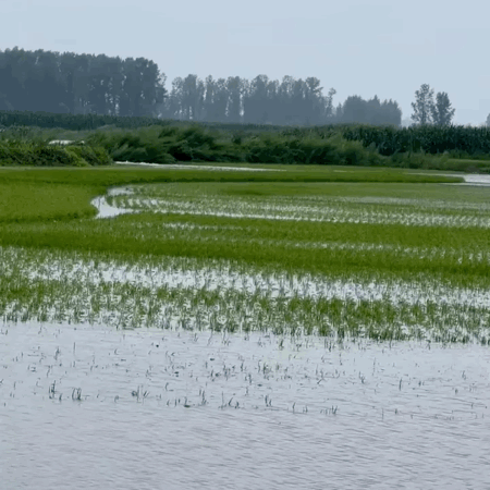 村里稻田被水淹没（采访对象 供图）