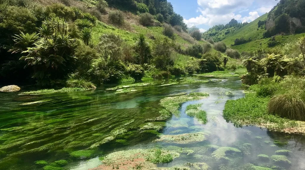 Te Waihou 蒂怀霍步道至蓝泉。