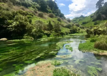 Te Waihou 蒂怀霍步道至蓝泉。