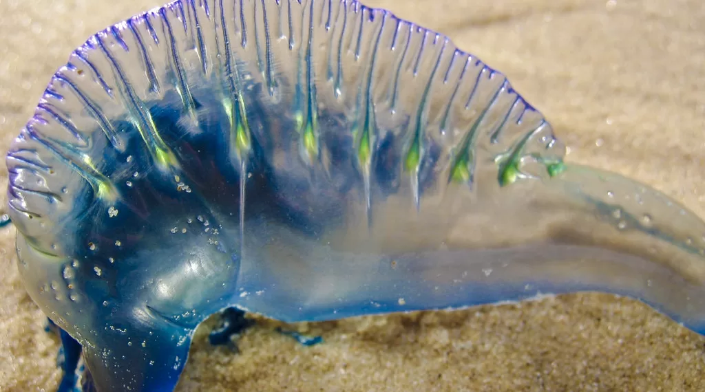 blue bottle jellyfish.