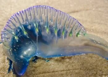 blue bottle jellyfish.