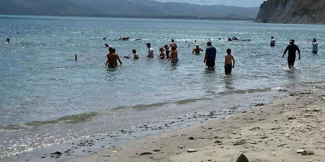 新西兰北岛东海岸:40头搁浅的虎鲸和海豚被安乐死