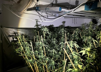 close to 500 cannabis plants