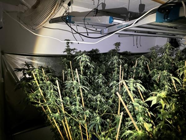 close to 500 cannabis plants