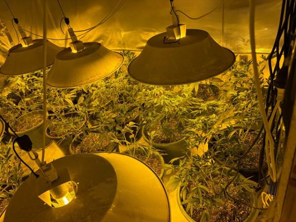 close to 500 cannabis plants
