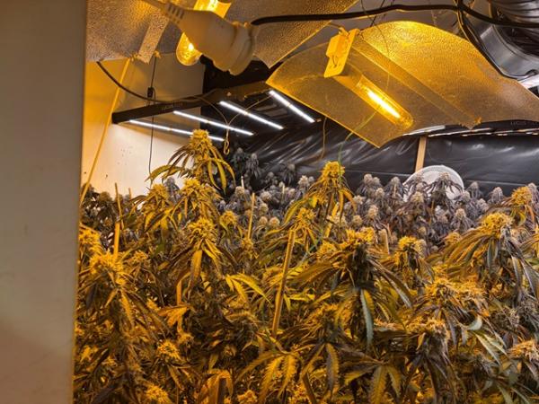 close to 500 cannabis plants