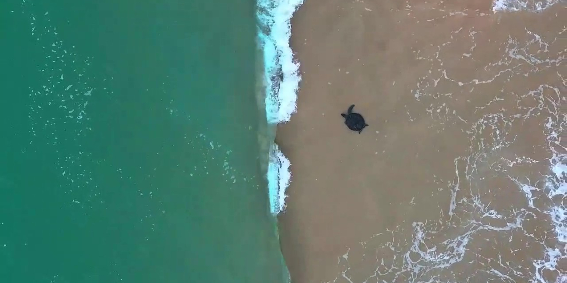 Empowering Marine Conservation: Where Do the Sea Turtles Go