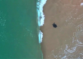 Empowering Marine Conservation: Where Do the Sea Turtles Go
