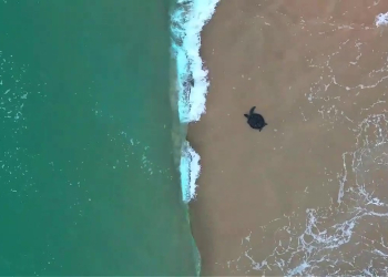Empowering Marine Conservation: Where Do the Sea Turtles Go
