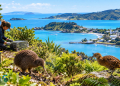 Kiwi Conservation Over Turquoise Bay
